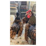 seabright bantams two roos 1 hen