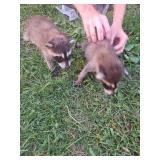 baby raccon still on bottle PERMIT REQUIRED