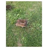 baby raccon still on bottle PERMIT REQUIRED
