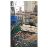 pair of green cheek  conure parrots, turquoise