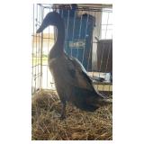 runner duck rare blue