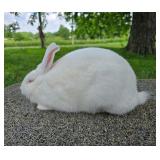 6 mo old New Zealand doe