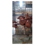 pullets