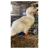 pekin duck drake