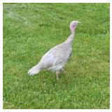 1 yr old Lavendar hen. Laid well this year