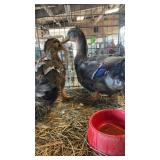 pair of true ruan ducks