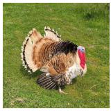 3 yr old Fall Fire tom. Proven breeder