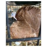 Burbon Red Hen Turkey