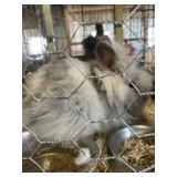 Lionhead Buck with Papers