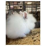 Lionhead Doe with Papers