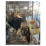 Rooster mix