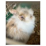 Lionhead doe with Papers