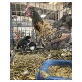 Maran Cross Hen with 2 chicks