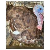 Bourbon Red Turkey Male