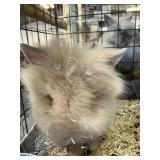 Lionhead Buck with papers