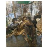 Meat Ducks