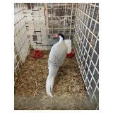 Silver Pheasent