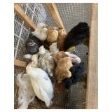 Mix chicks
