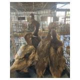 Mix Muscovy ducks
