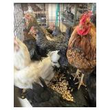 Barnyard mix chickens