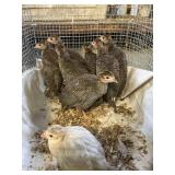 guinea keets