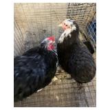 cochin bantam pair