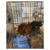 frizzle turken rooster