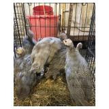 young guinea fowl