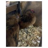 belgian quail chickenn pair