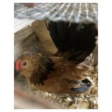 belgian quail chicken pair