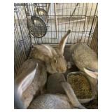 flemish giant rabbits
