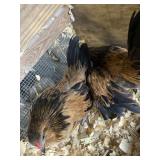 belgian quail pair
