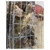 jumbo coturnix quail