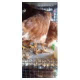 Nova Gen Brown Hens