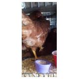 Norwegian Brown Hens