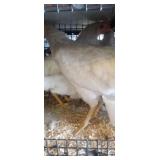 White Easter Egger Hens
