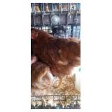 Nova Gen Brown Hens
