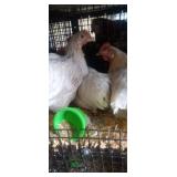 Easter Egger Hens