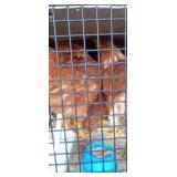Norwegian Brown Hens