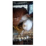 Mix Pullets
