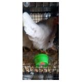 White Easter Egger Hens