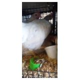 White Easter Egger Hens