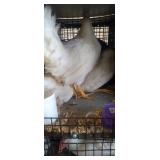 White Easter Egger Hens