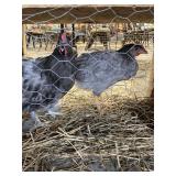 pullets
