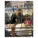 roosters