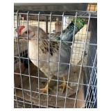 brahma chickens 3mo old