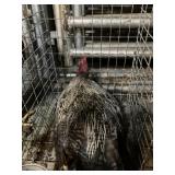 rooster