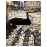 rabbits