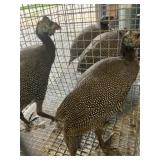 guineas