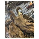 ducks